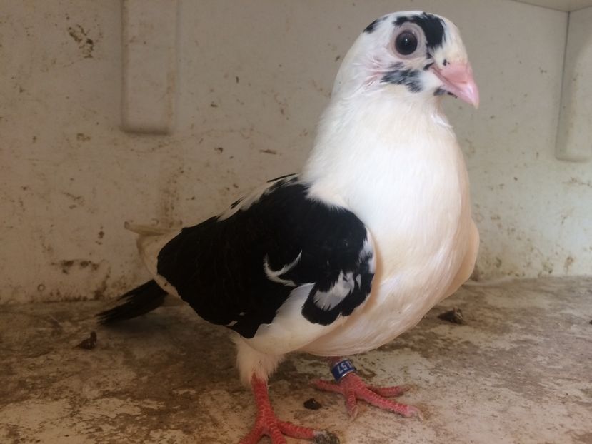 146 - 1-Lot zbor 2018