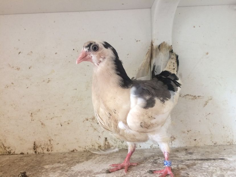 152 - 1-Lot zbor 2018