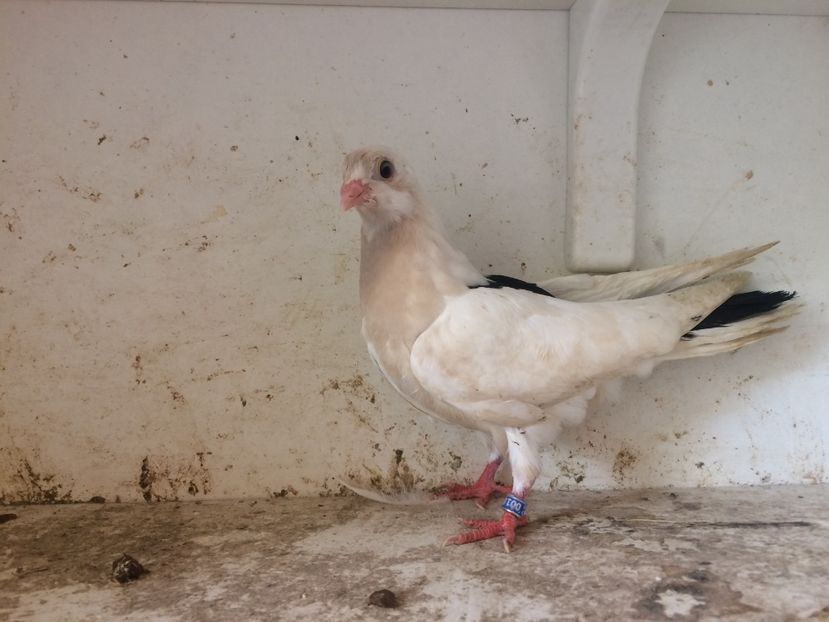 137 - 1-Lot zbor 2018