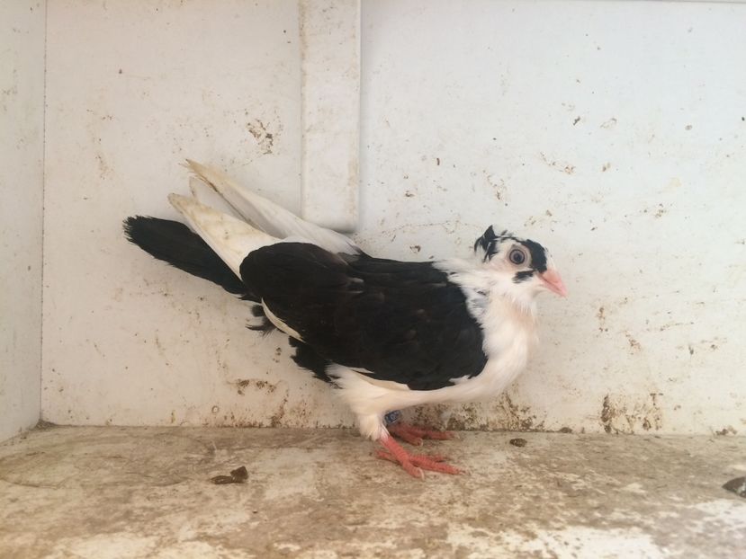 97 - 1-Lot zbor 2018