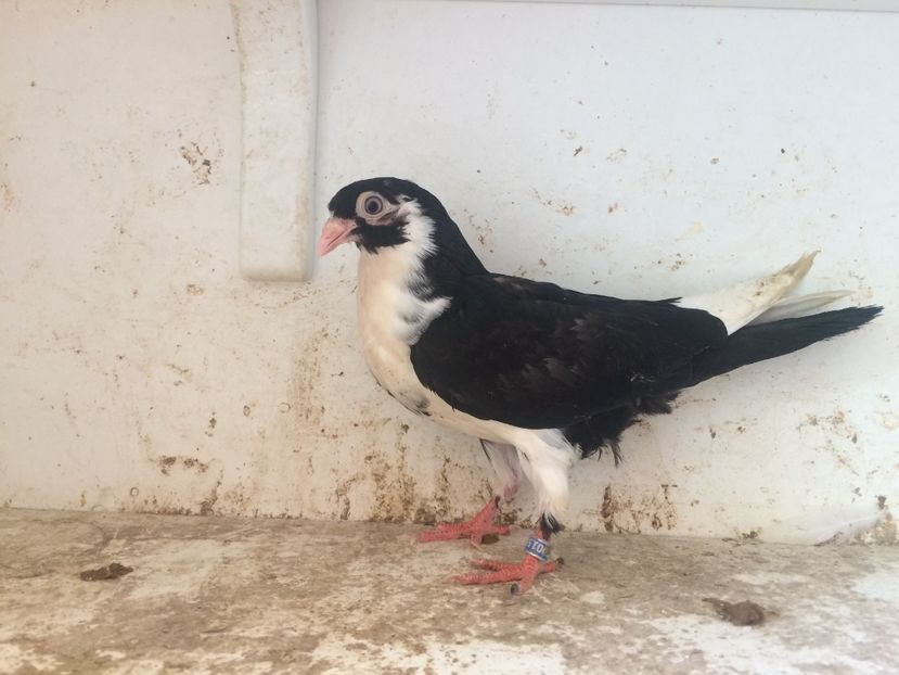 144 - 1-Lot zbor 2018