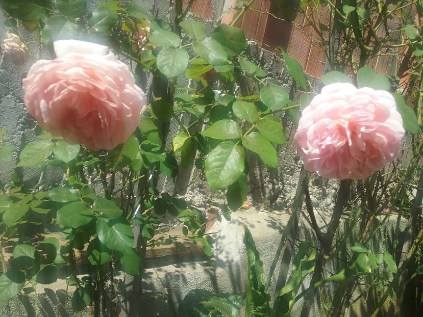  - Abraham Darby