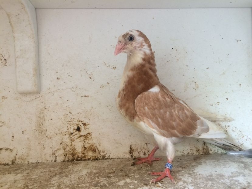 131 - 1-Lot zbor 2018