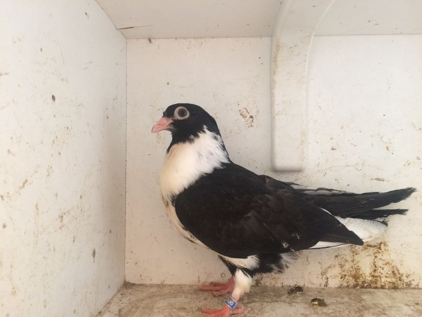 130 - 1-Lot zbor 2018