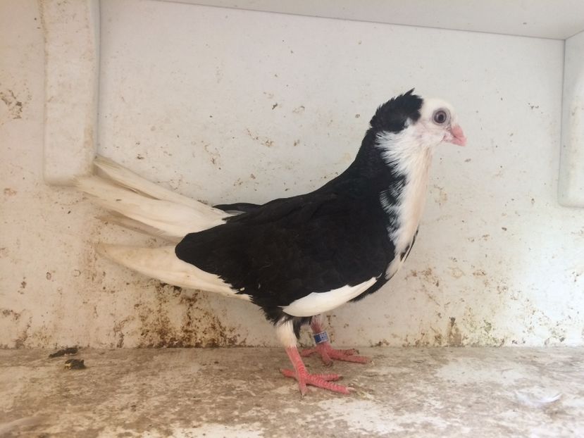 126 - 1-Lot zbor 2018