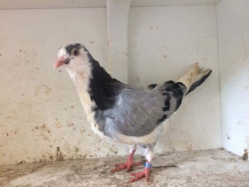 129 - 1-Lot zbor 2018