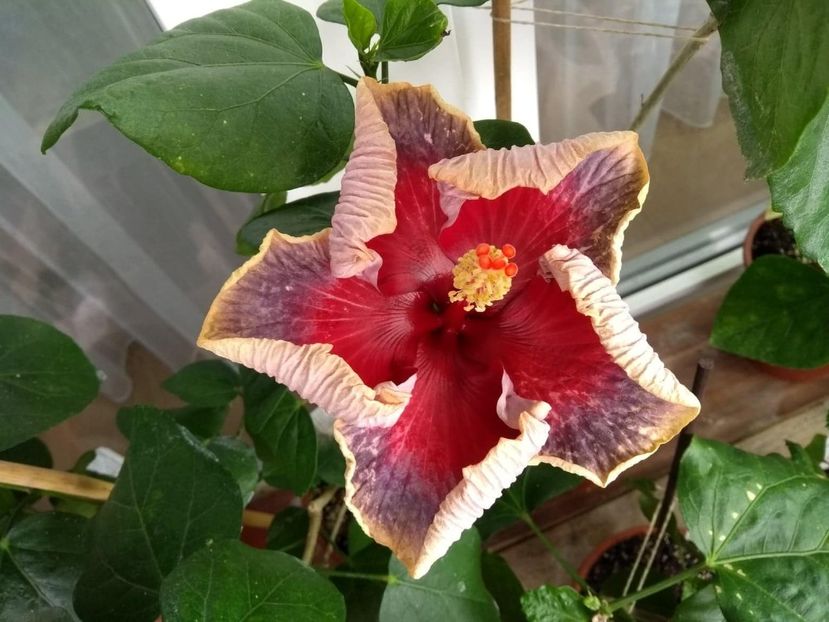  - Indian Divine Grace