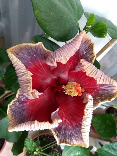  - Indian Divine Grace