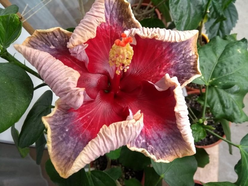  - Indian Divine Grace