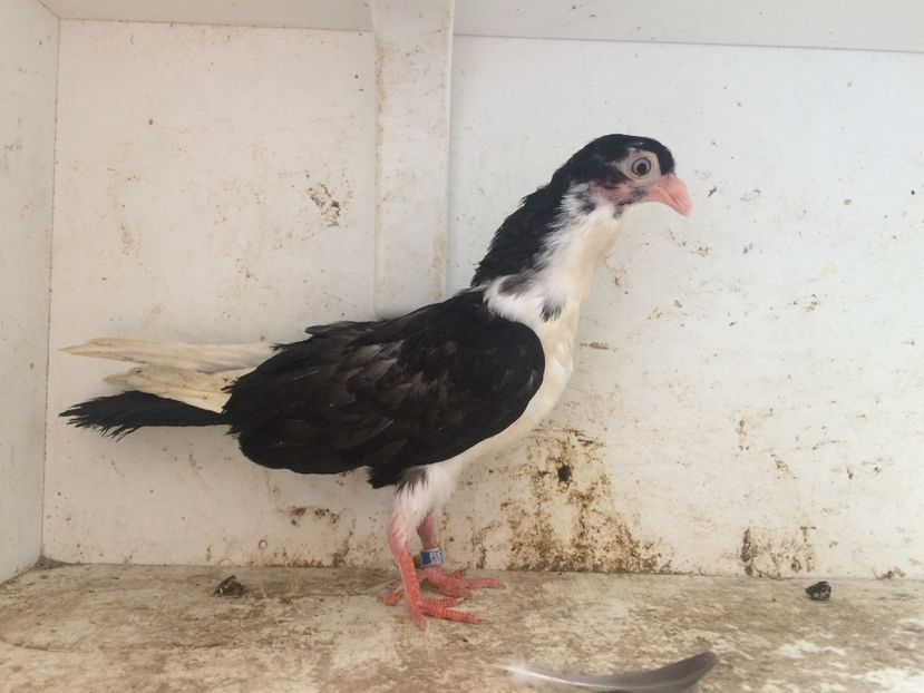 145 - 1-Lot zbor 2018