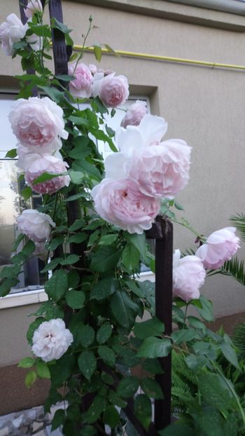  - The Wedgewood Rose