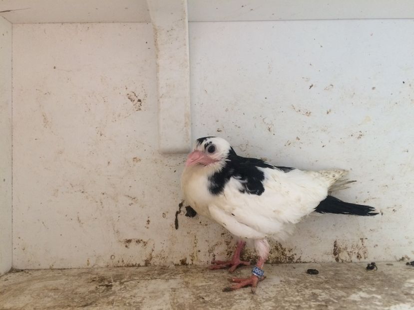 95 - 1-Lot zbor 2018