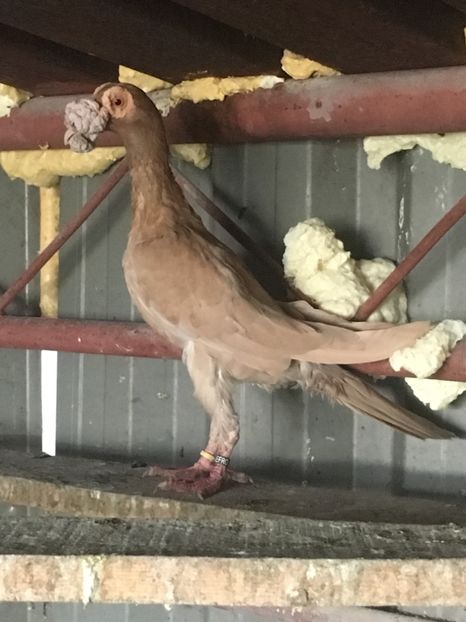 AADA297D-7DD2-4458-929C-82C976D686F4 - De vanzare 2018