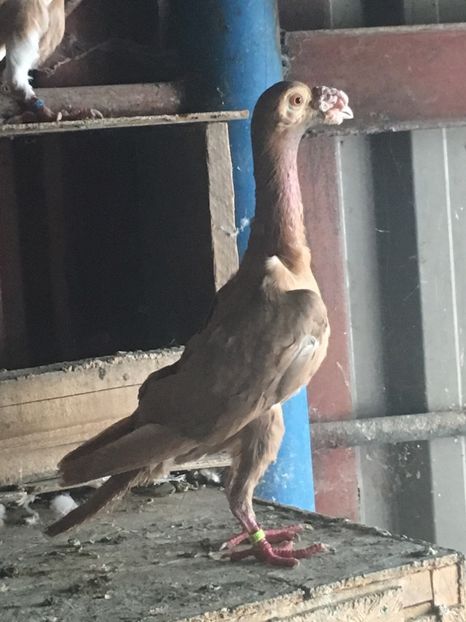 19D795BF-726B-49C1-B58E-20C0EE322133 - De vanzare 2018