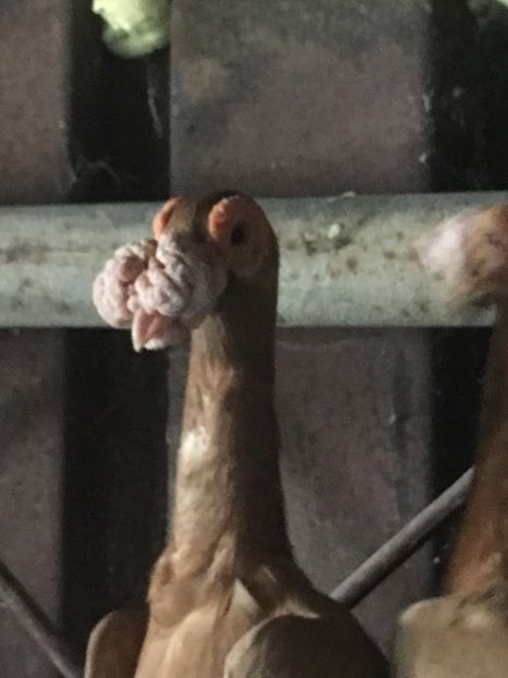 701F7C75-D040-47F1-9BCF-F01017E2E070 - De vanzare 2018