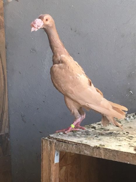 8B585499-B57E-4AA2-A1E3-B8AE395A26AA - De vanzare 2018