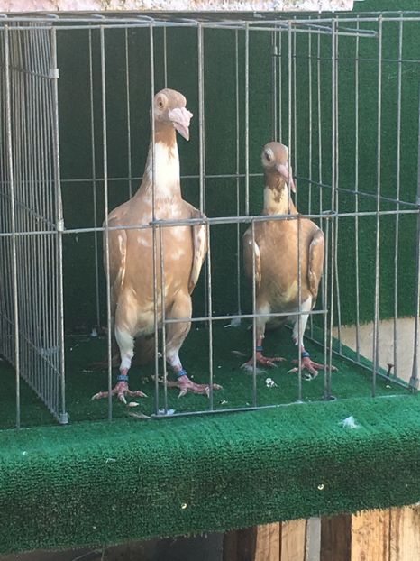 74866816-E38C-4D4D-8B3A-F682D6EDD41A - De vanzare 2018