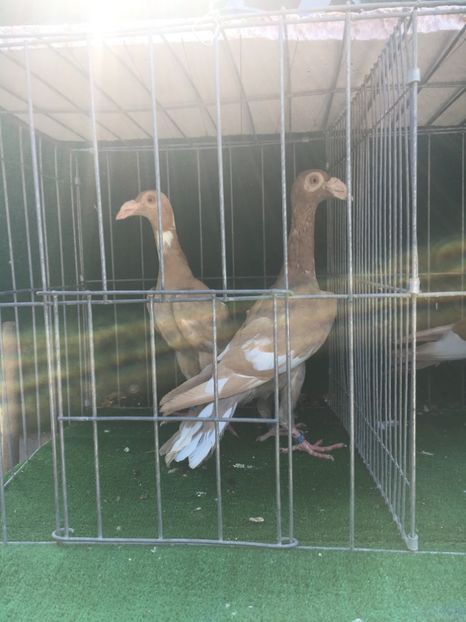 EF9E7E0D-E5E5-4CFC-85CD-EEC23E9D4332 - De vanzare 2018