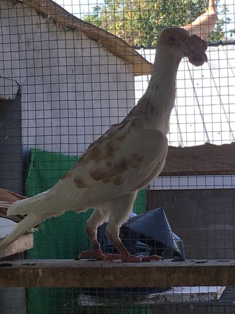 BF76C6BA-26A9-4B06-AAE8-CAB7C11621BC - De vanzare 2018