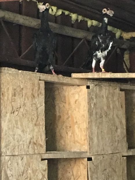 68E11FE9-46DA-4CF7-B6A2-08E581C1DDF8 - De vanzare 2018