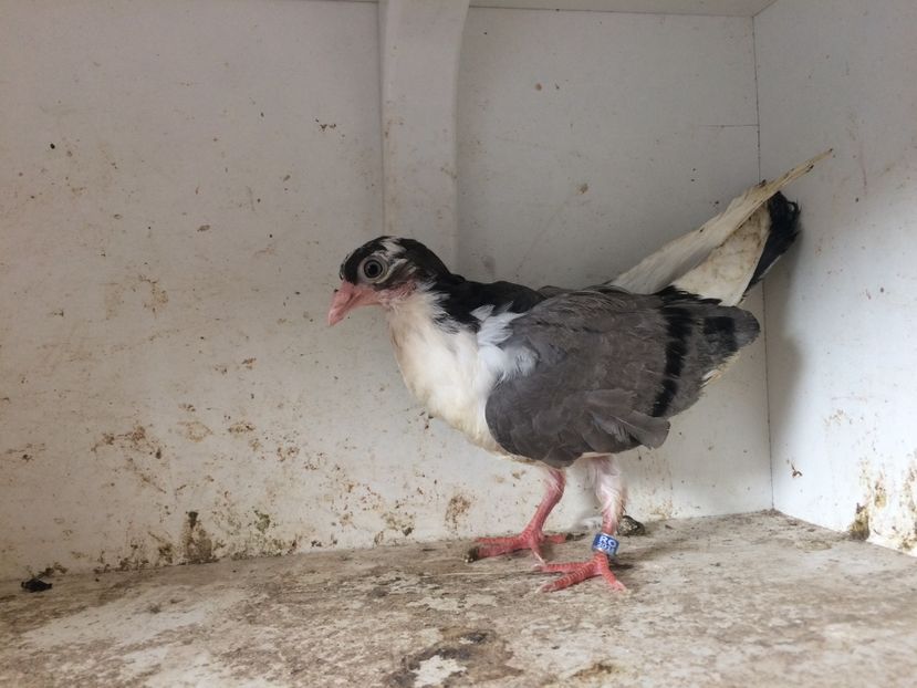 140 - 1-Lot zbor 2018