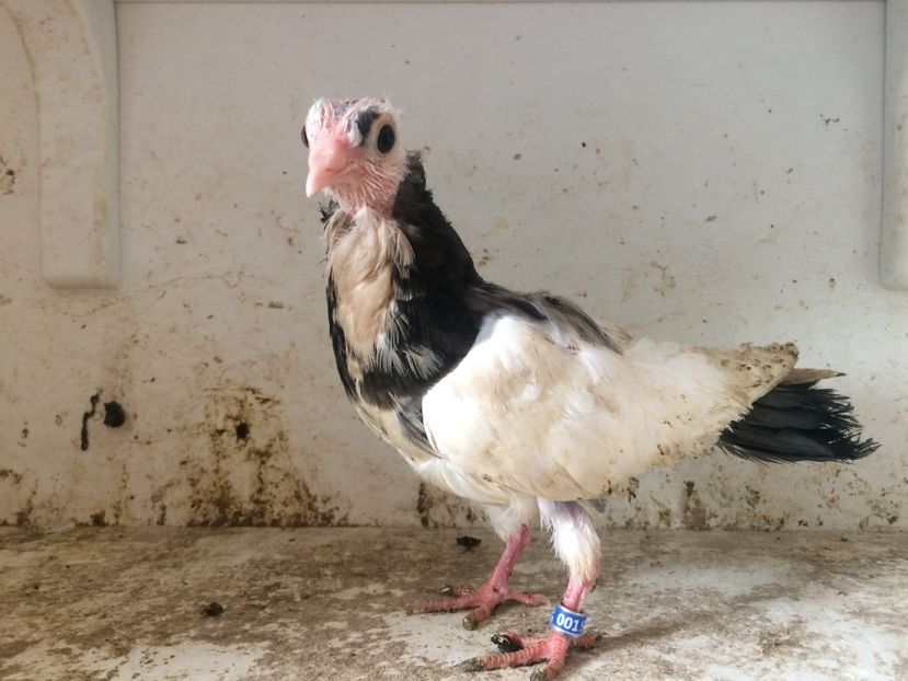 148 - 1-Lot zbor 2018