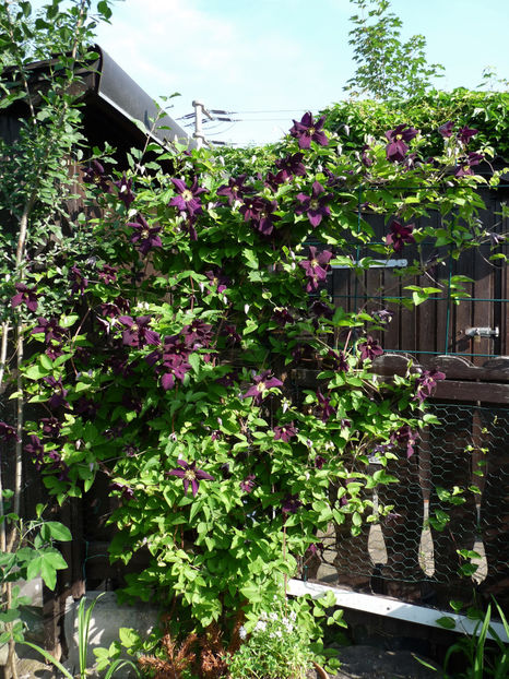  - Clematis