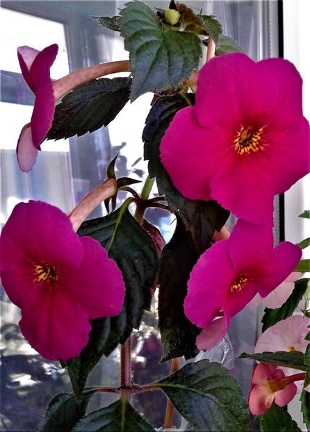 45isd - 0004 achimenes