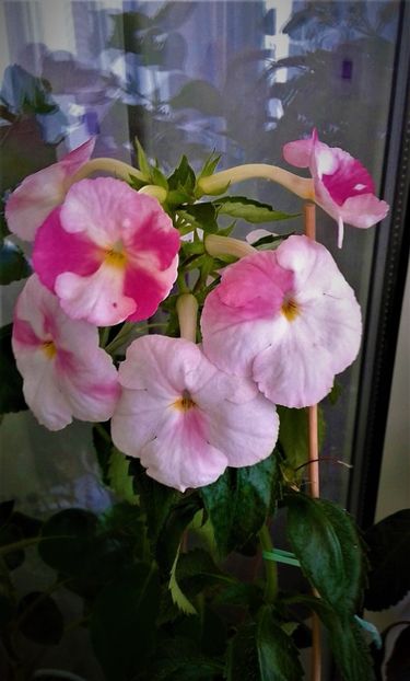  - 0004 achimenes