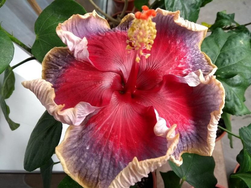  - Indian Divine Grace