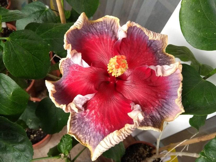  - Indian Divine Grace