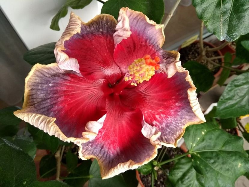  - Indian Divine Grace