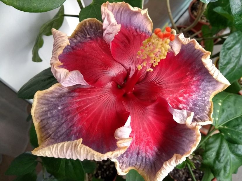  - Indian Divine Grace