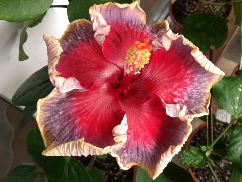  - Indian Divine Grace