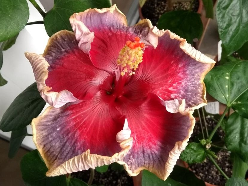  - Indian Divine Grace