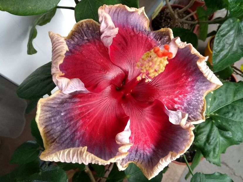  - Indian Divine Grace