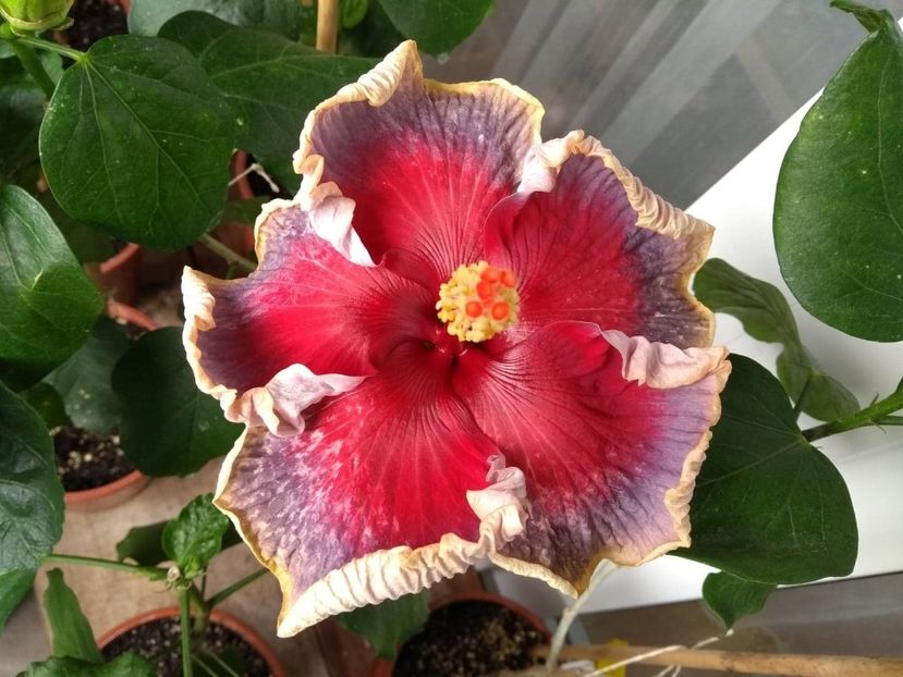  - Indian Divine Grace