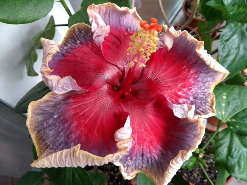  - Indian Divine Grace