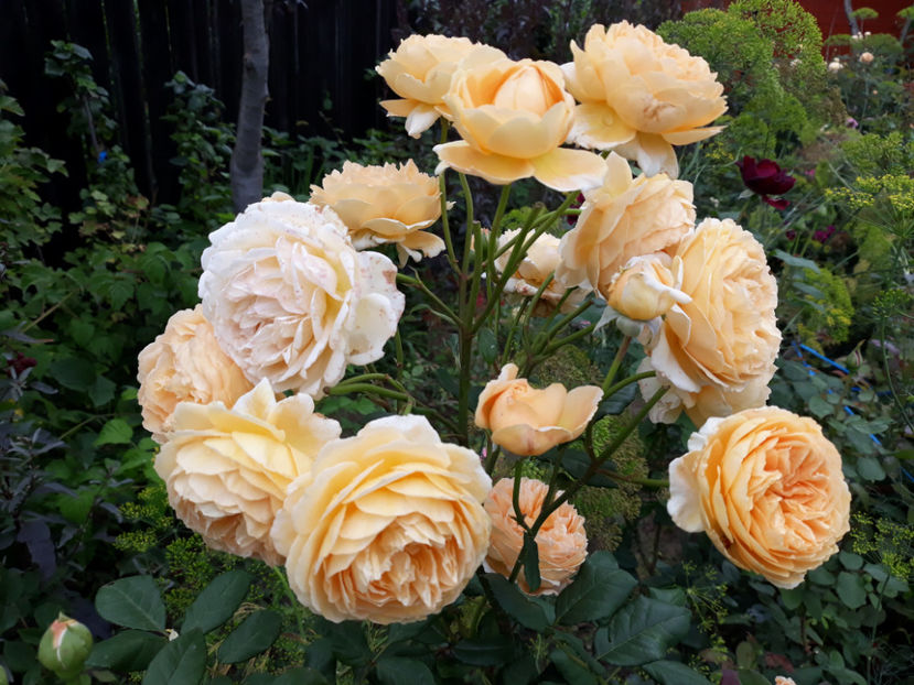  - CROWN PRINCESS MARGARETH David Austin 3