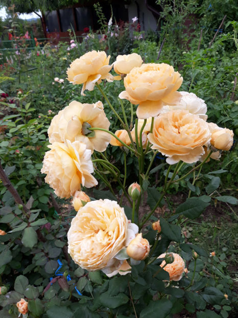  - CROWN PRINCESS MARGARETH David Austin 3