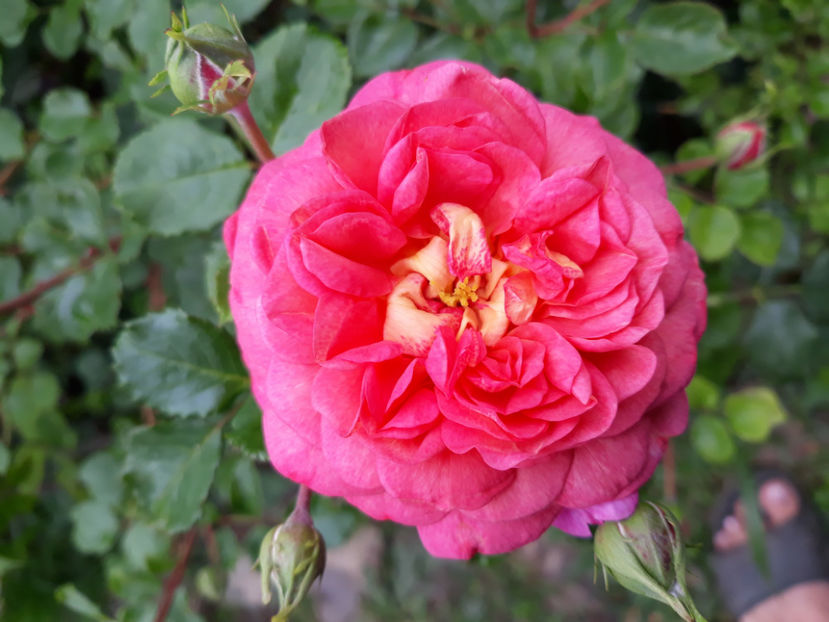  - CHRISTOPHER MARLOWE David Austin 3