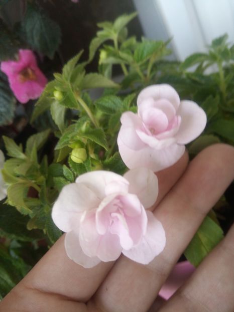  - Double Pink Rose