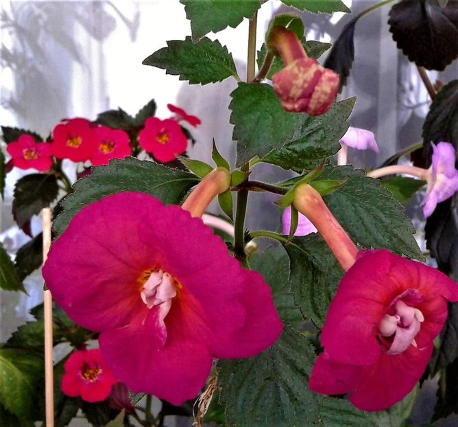 f5 - 0004 achimenes