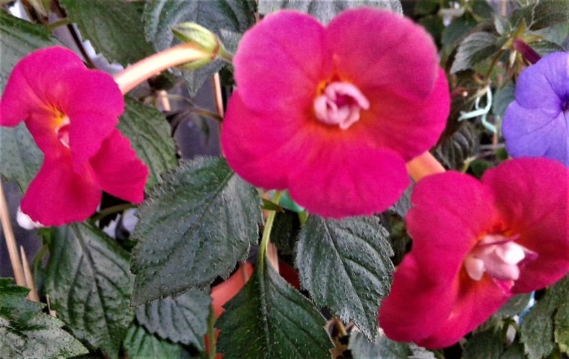 pas - 0004 achimenes