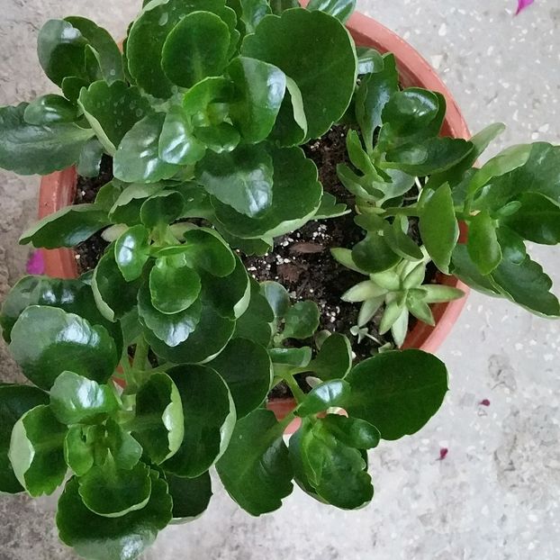 K. galben - Suculente