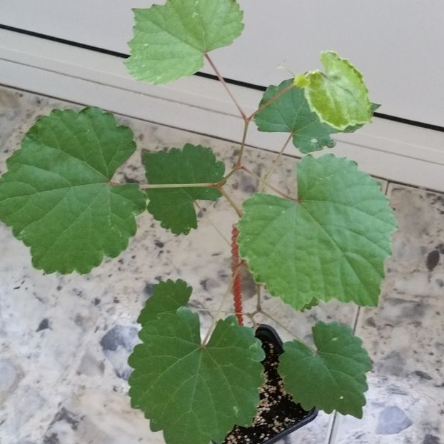 Necunoscuta din saminta - Alte flori 2018