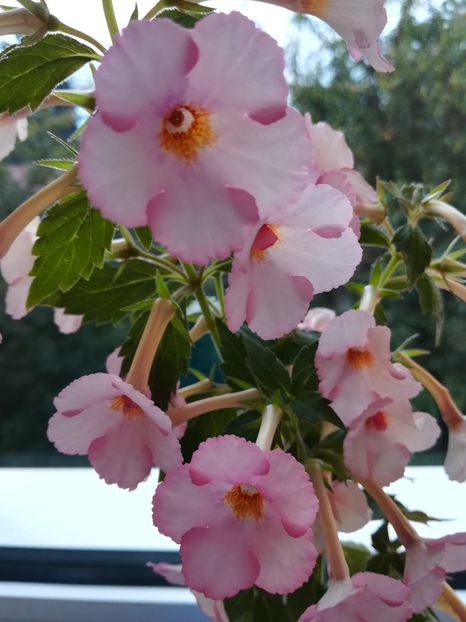 Amour - Achimenes 2018