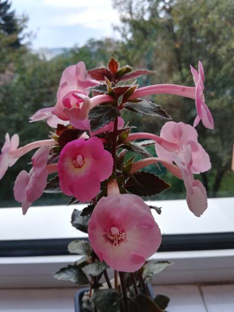 Apple Blossom - Achimenes 2018