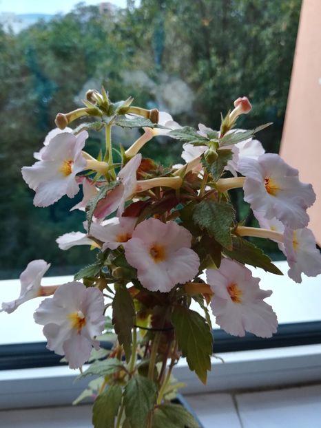 argentina - Achimenes 2018