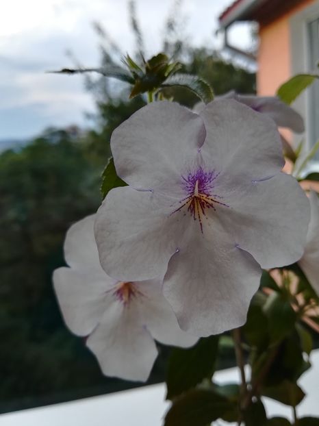 Charity (2) - Achimenes 2018